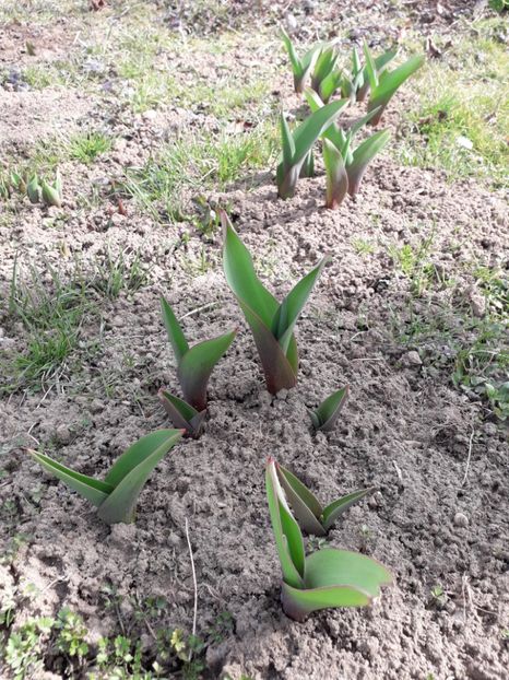  - AAAA_LALELE 2019_2020_2022_2023