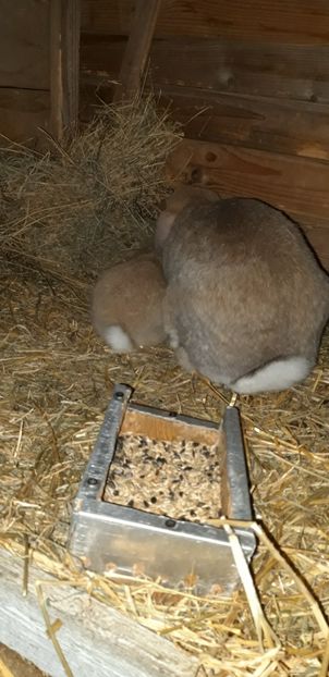 26.02.2020 - Cuib 15 ianuarie 2020