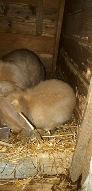 La 6 săptămâni - Cuib 15 ianuarie 2020