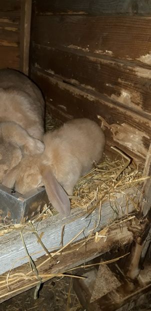 Femeluta - Cuib 15 ianuarie 2020