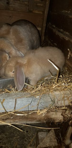  - Cuib 15 ianuarie 2020