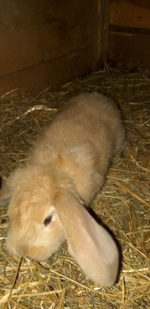  - Cuib 15 ianuarie 2020