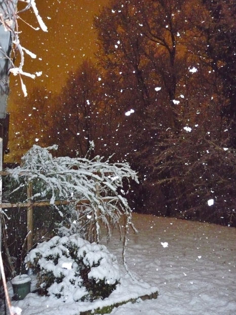  - 2019 - 04 - 2020 - 00 - Iarna