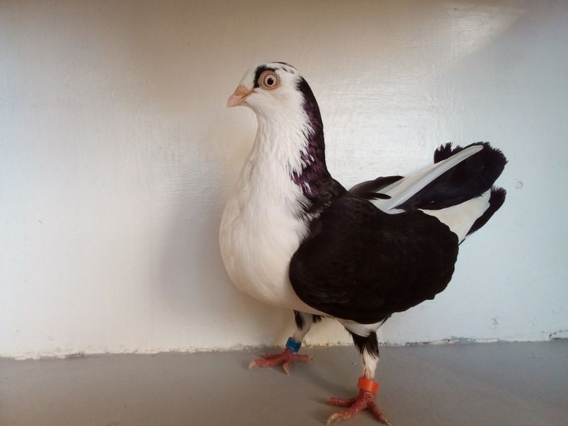  - jucatori de galati pe negru