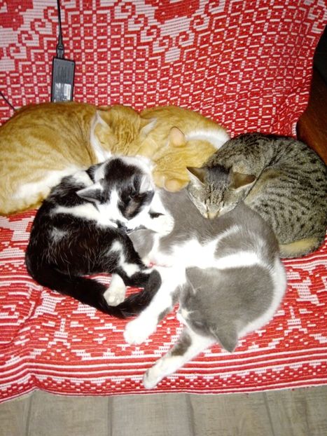 Mingile mele cu blanitza - Micile mele feline 2020