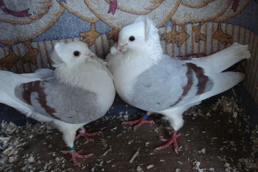 per 5 - perechile 2020