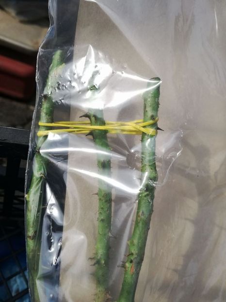 Acropolis -3 - ACROPOLIS