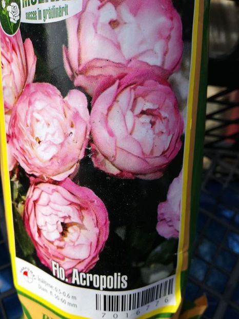 Acropolis Flo - ACROPOLIS