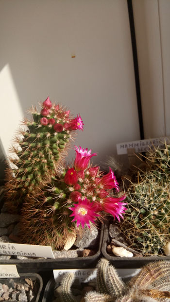 28.02.2020 - Mammillaria backebergiana