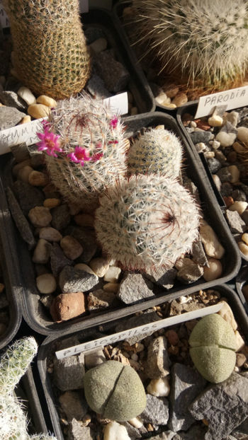 28.02.2020 - Mammillaria matudae