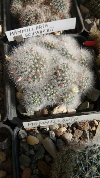 28.02.2020 - Mammillaria schwarzii