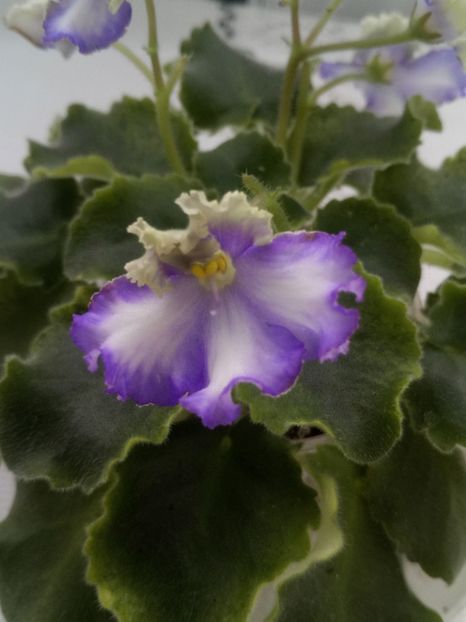 28 feb - LE Shining Star