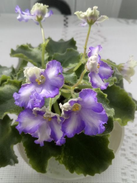 28 feb - LE Shining Star