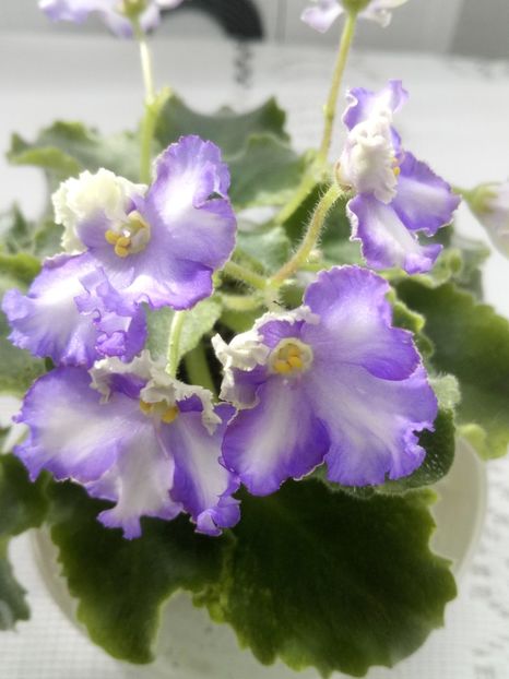 28 feb - LE Shining Star