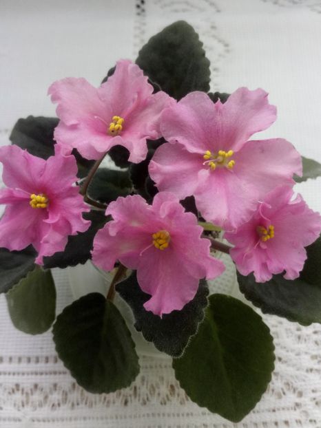 28 feb - ZZ LiK Mif i Real nost