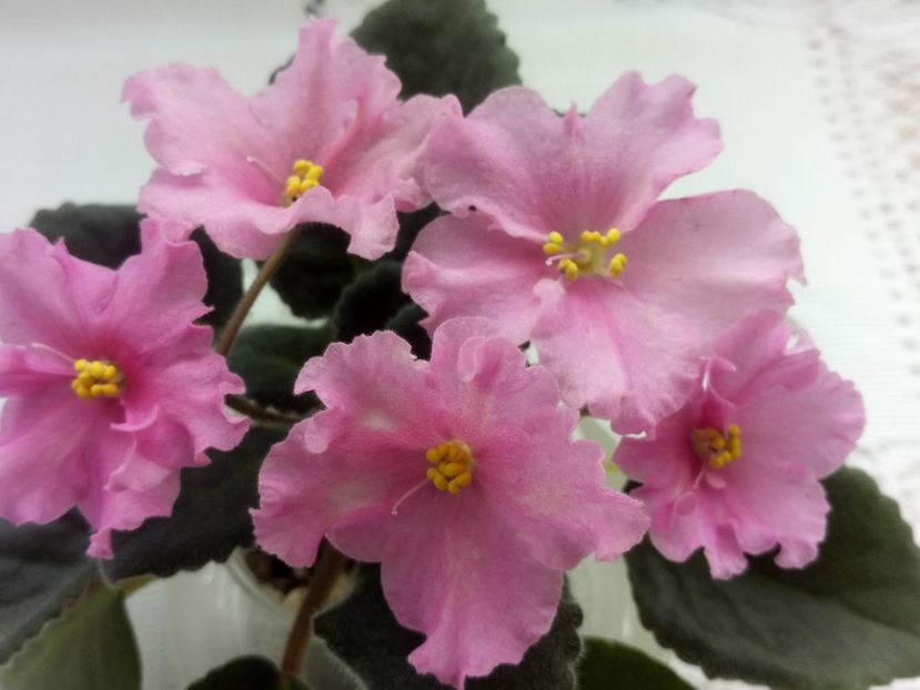 28 feb - ZZ LiK Mif i Real nost