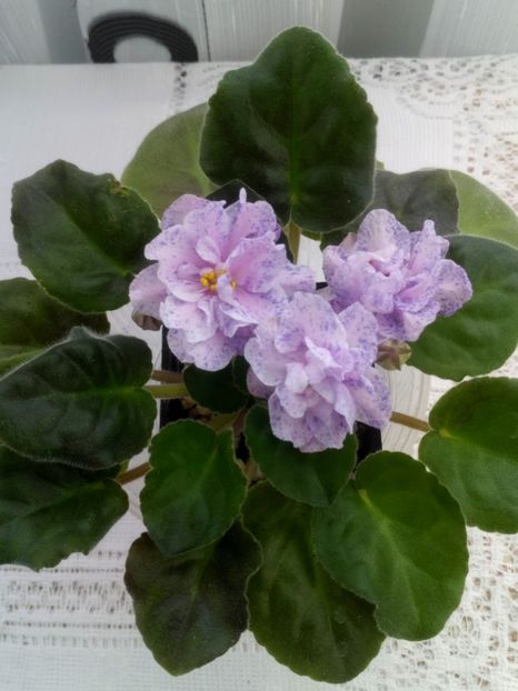 28 feb - RS Morskaya Princessa