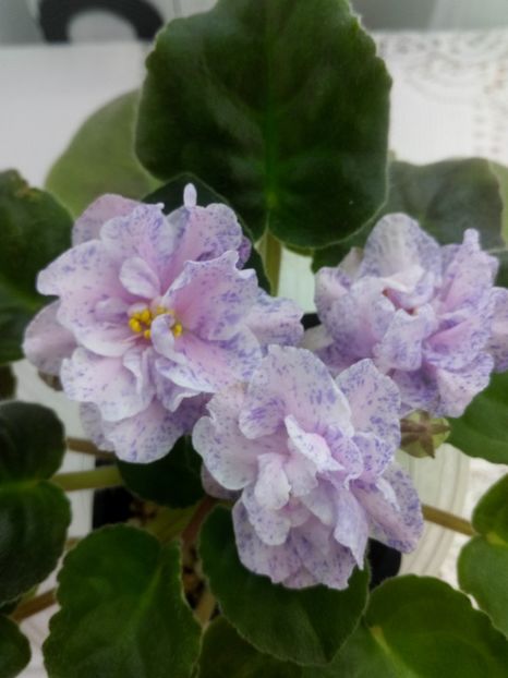 28 feb - RS Morskaya Princessa