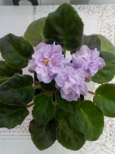 28 feb - RS Morskaya Princessa