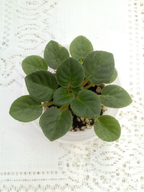 28 feb - LE Son Trava