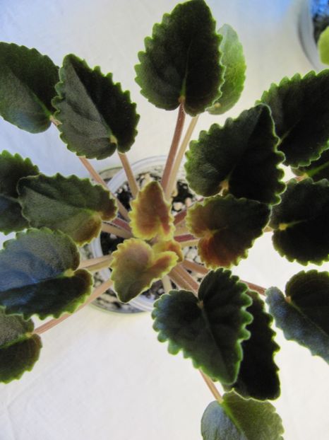  - ZZMac s Scorching Sun