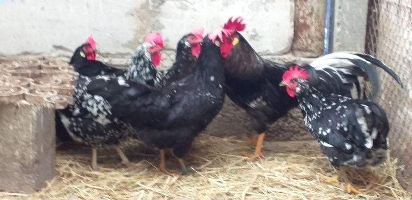  - Gaini italiene bobate