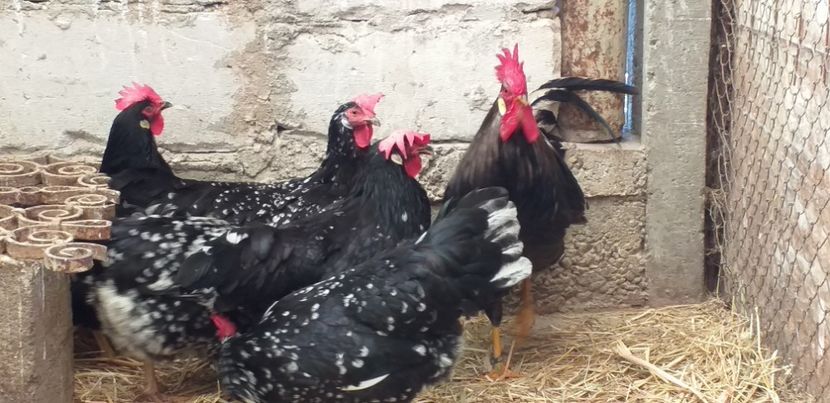  - CONTACT  0722580917