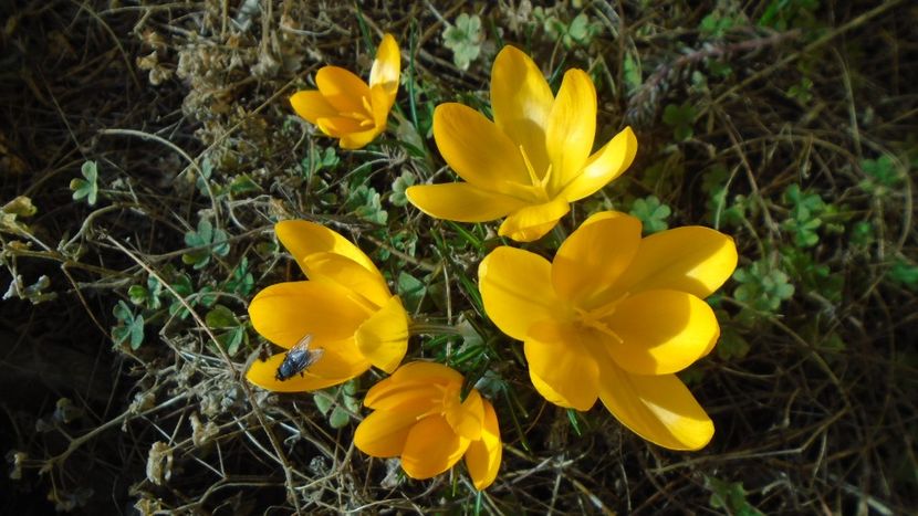 Crocusi infloriti - v Iarna 2019-2020