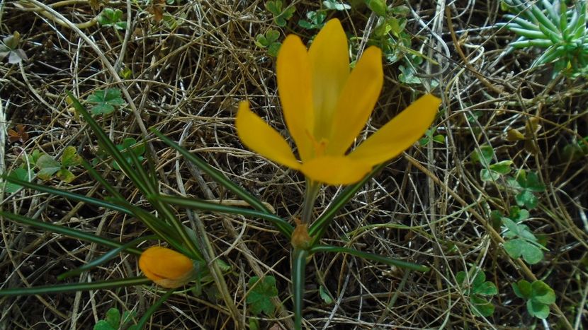 Crocusi infloriti - v Iarna 2019-2020