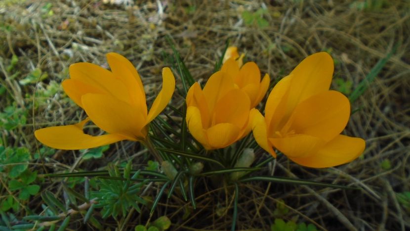 Crocusi infloriti - v Iarna 2019-2020