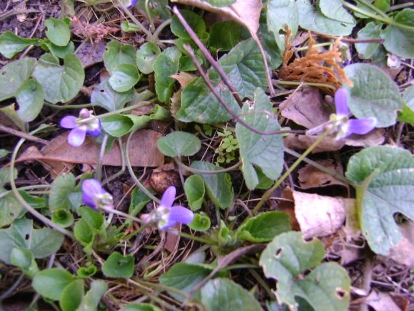 Violete - v Iarna 2019-2020