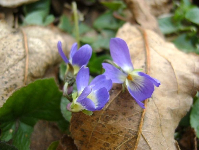 Violete - v Iarna 2019-2020