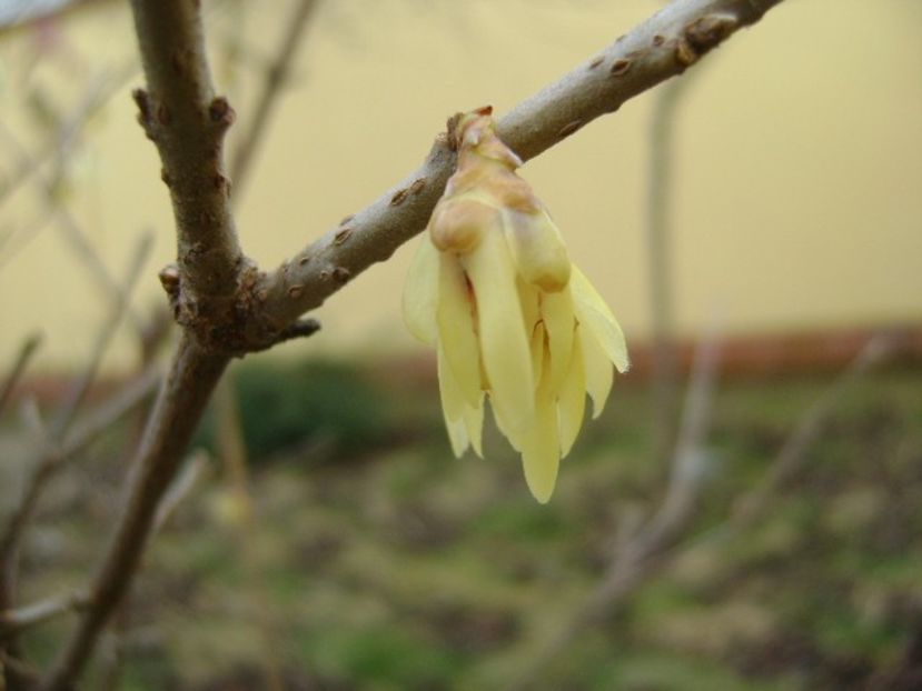 Arbustul zânei (Chimonanthus praecox) - v Iarna 2019-2020