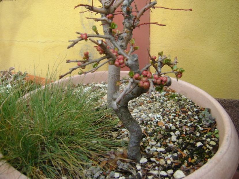 Gutui japonez, boboci - Bonsai si prebonsai 2018-2020