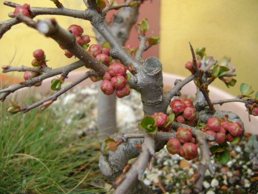Gutui japonez - Bonsai si prebonsai 2018-2020