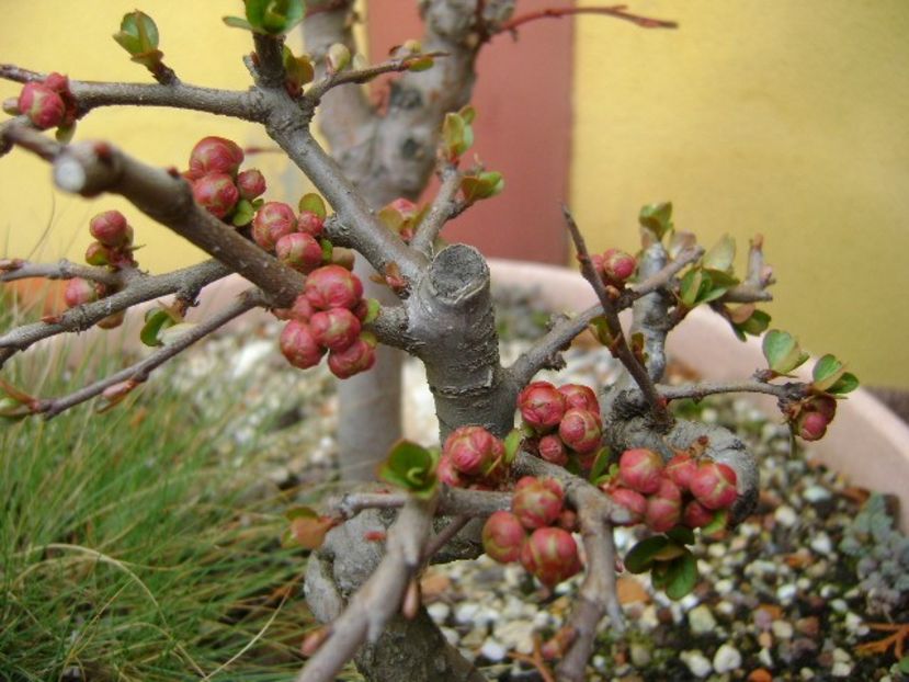 Gutui japonez - Bonsai si prebonsai 2018-2020