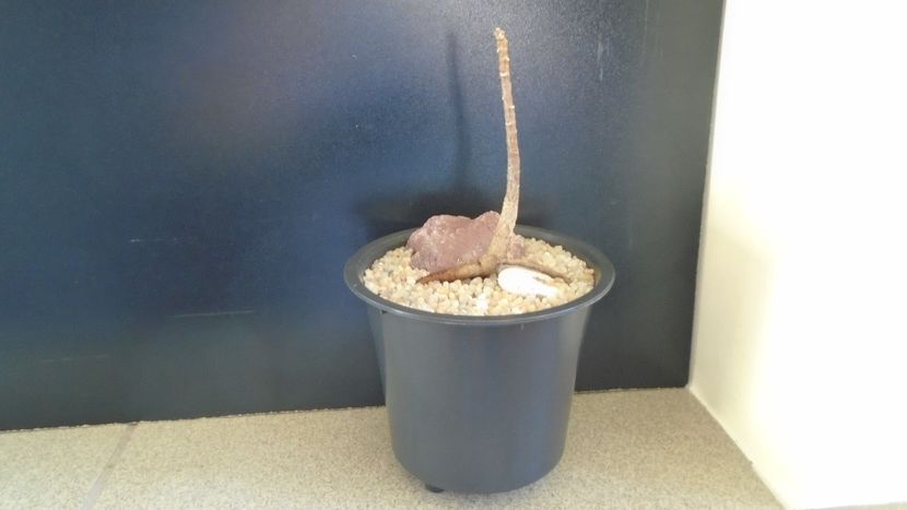 Ficus religiosa - Bonsai si prebonsai 2018-2020