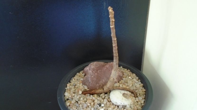 Ficus religiosa - Bonsai si prebonsai 2018-2020