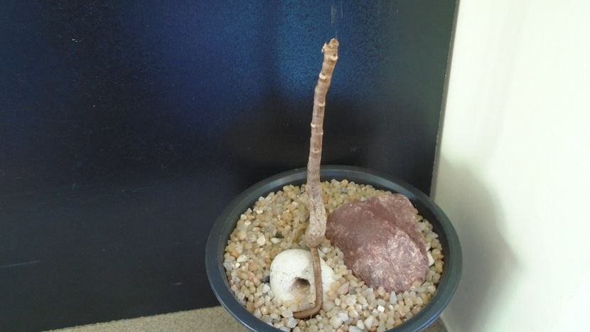 Ficus religiosa - Bonsai si prebonsai 2018-2020