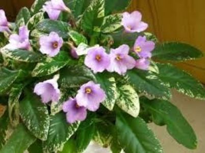 LE Erika poza net - LE Erika