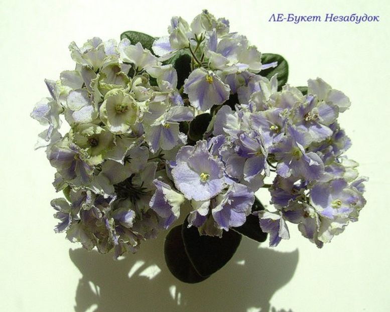 LE Bucket Nezabudok poza net - LE Bucket Nezabudok