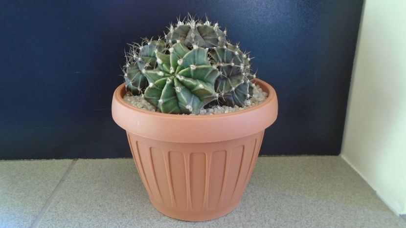 Gymnocalycium friedrichii (stenopleurum), colonie - Cactusi 2019 Gymnocalycium