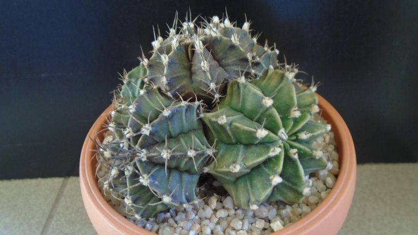 Gymnocalycium friedrichii (stenopleurum), colonie - Cactusi 2019 Gymnocalycium