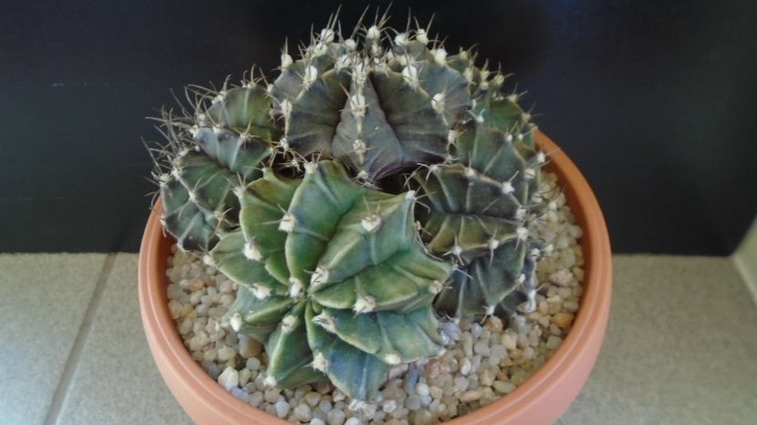 Gymnocalycium friedrichii (stenopleurum), colonie - Cactusi 2019 Gymnocalycium