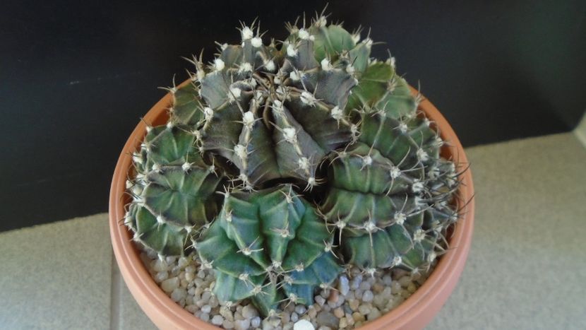 Gymnocalycium friedrichii (stenopleurum), colonie - Cactusi 2019 Gymnocalycium