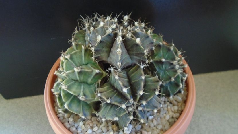 Gymnocalycium friedrichii (stenopleurum), colonie - Cactusi 2019 Gymnocalycium