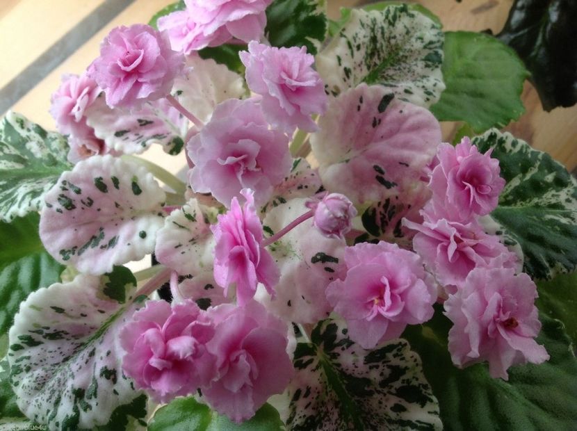 Rose Bouquet poza net - Rose Bouquet