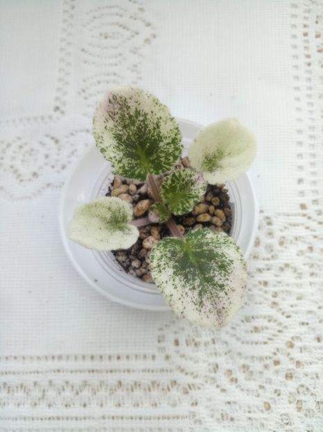 28 feb - Rose Bouquet