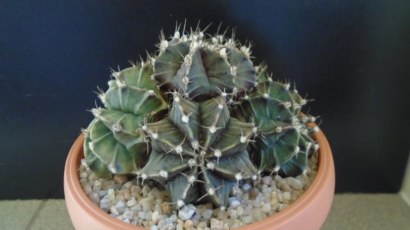 Gymnocalycium friedrichii (stenopleurum), colonie - Cactusi 2020 Gymnocalycium