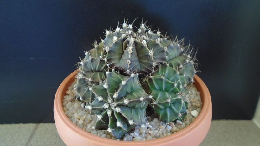 Gymnocalycium friedrichii (stenopleurum), colonie - Cactusi 2020 Gymnocalycium